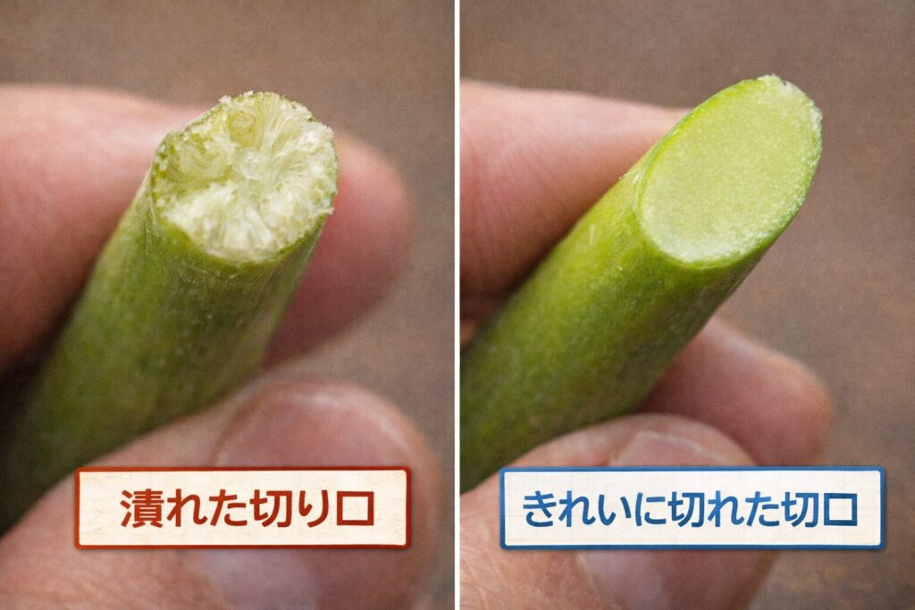 潰れた切り口ときれいな切り口の比較写真