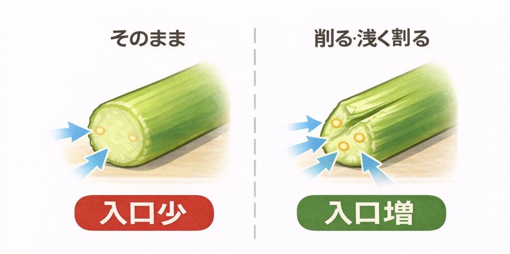 切り口を切り戻して水の入り口を作る図・イラスト