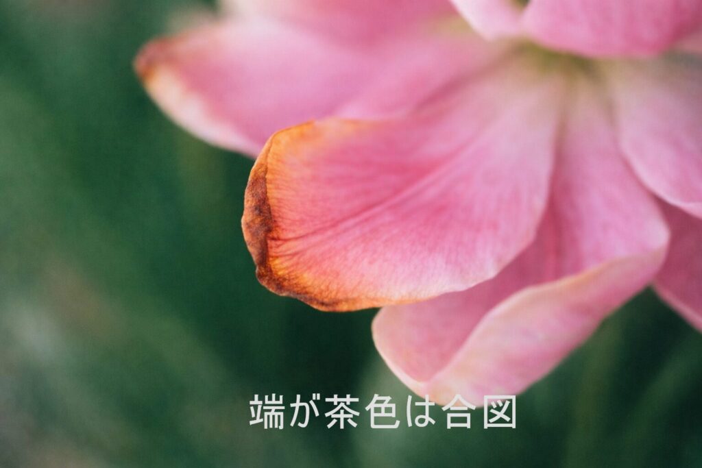 端が茶色くなった花びらの写真