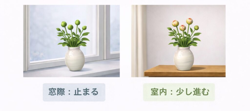 窓際で止まったつぼみと室内で少し進んだつぼみの対比図