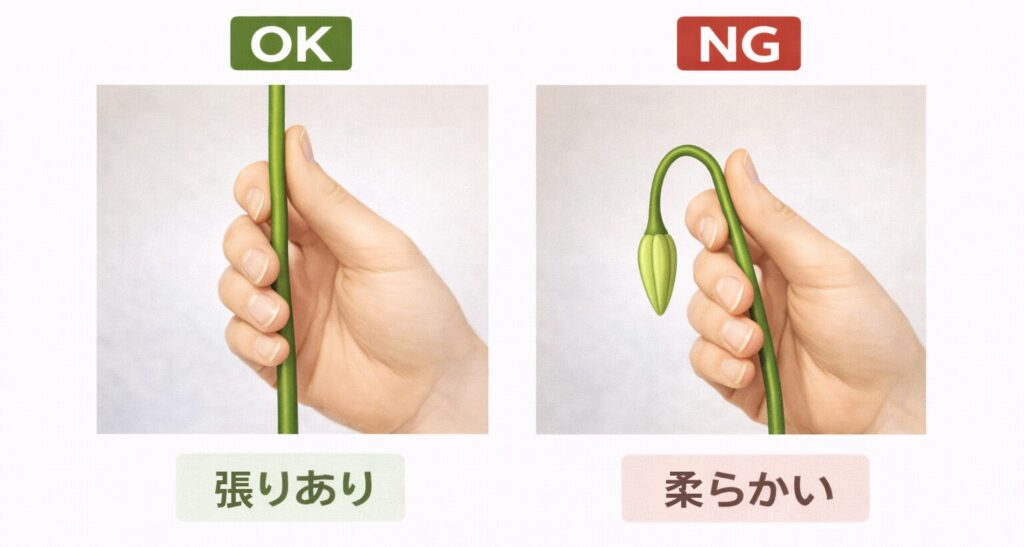 張りのある茎と柔らかい茎の対比図